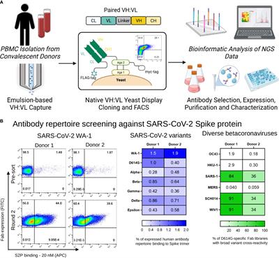 Mapping monoclonal anti-SARS-CoV-2 antibody repertoires against diverse coronavirus antigens